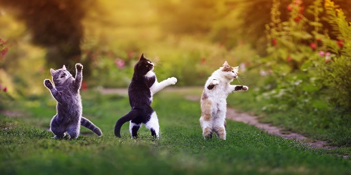 踊る猫たち